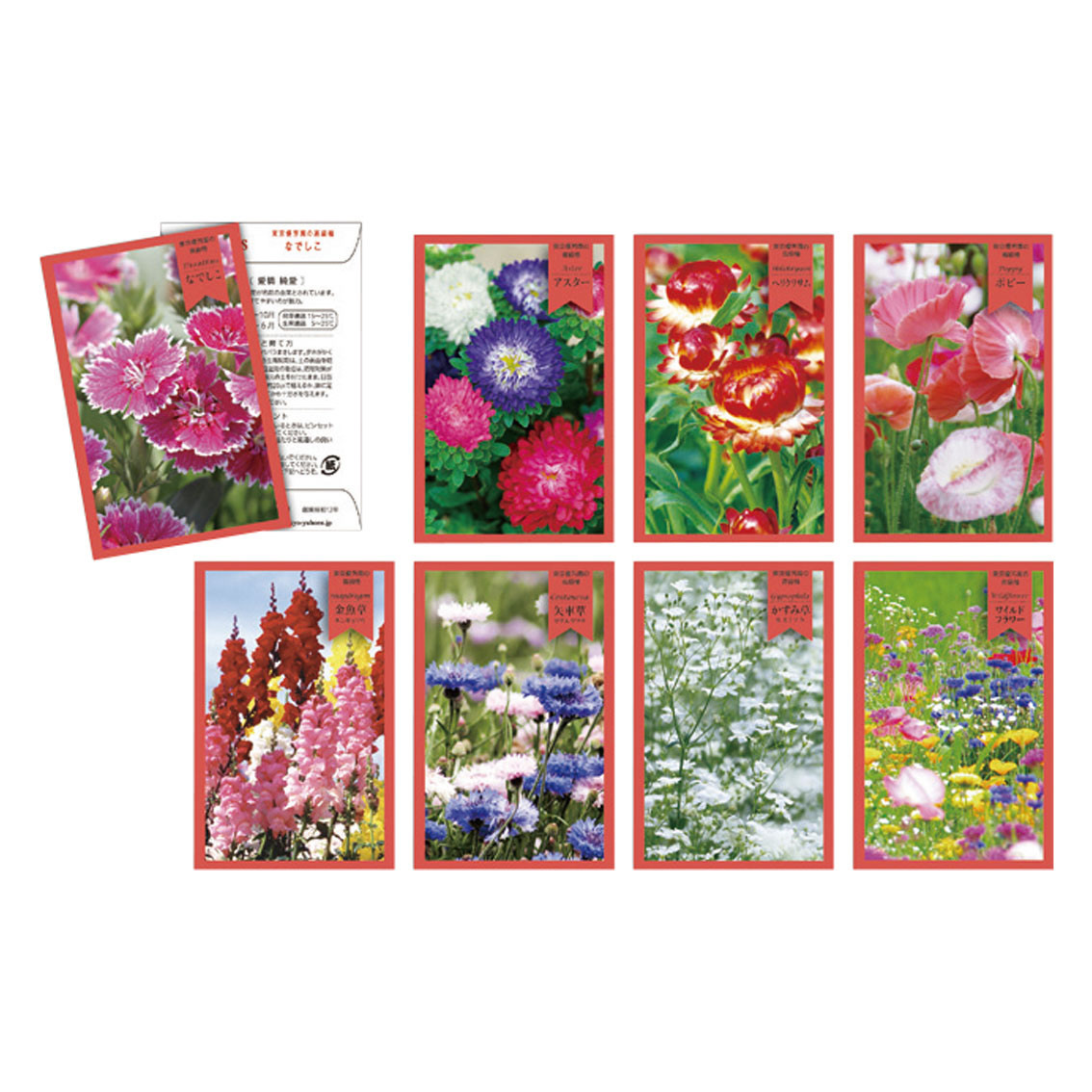 thank you seed （花）