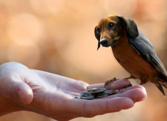 ダックスフンド+鳥