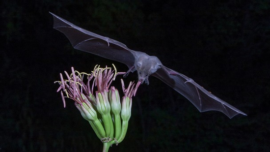 タイトル:Mexican Long Nosed Bat