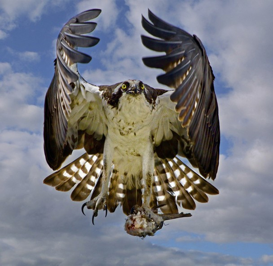 タイトル:Bringing home breakfast