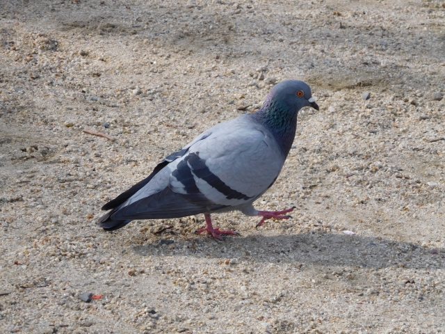 口ベタでも安心、今すぐ使える雑学小ネタ<厳選10> Vol.2